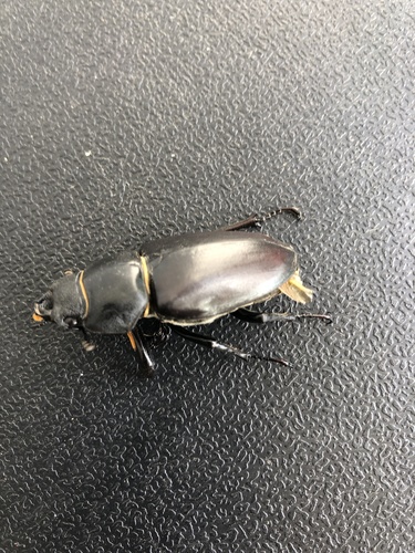 Lucanus cervus
