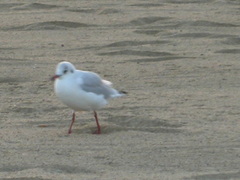 Chroicocephalus ridibundus