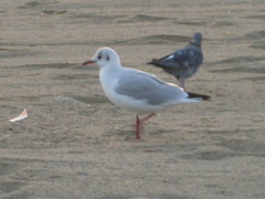 Chroicocephalus ridibundus