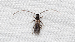 Molorchus umbellatarum