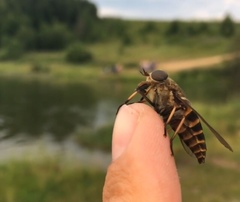 Hybomitra bimaculata