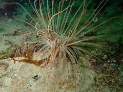 Cerianthus membranaceus