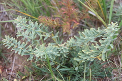 Stellera chamaejasme