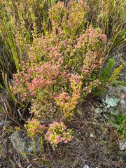Erica stylaris