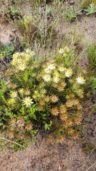 Leucadendron lanigerum lanigerum