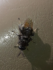 Dicyphoma schaefferi