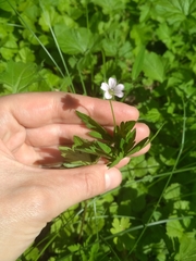 Geranium sibiricum