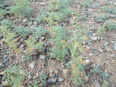 Artemisia adamsii