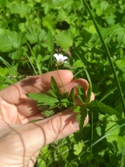 Geranium sibiricum