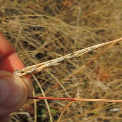 Sporobolus compositus