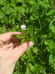 Geranium sibiricum