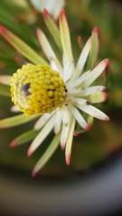 Leucadendron lanigerum lanigerum