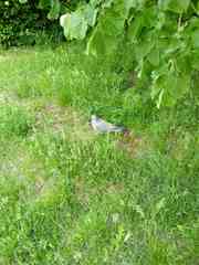 Columba palumbus