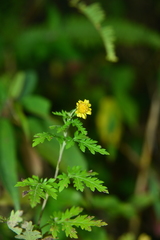 Chrysanthemum arisanense