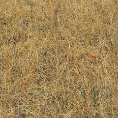 Sporobolus compositus