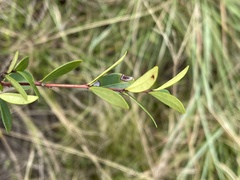 Eugenia albanensis