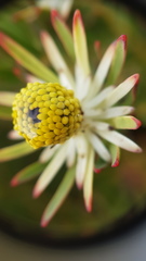 Leucadendron lanigerum lanigerum