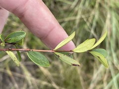 Eugenia albanensis