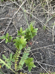 Eugenia albanensis