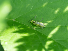 Rhogogaster chlorosoma