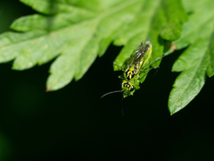 Rhogogaster chlorosoma