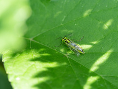 Rhogogaster chlorosoma