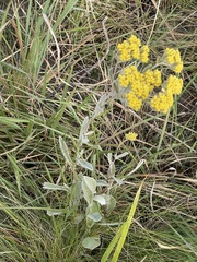 Helichrysum pannosum