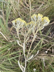 Helichrysum pannosum