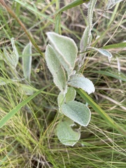 Helichrysum pannosum