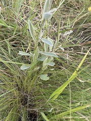 Helichrysum pannosum