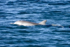 Tursiops aduncus