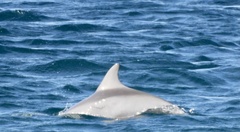 Tursiops aduncus