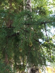 Larix decidua