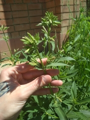Saponaria officinalis