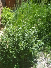 Saponaria officinalis