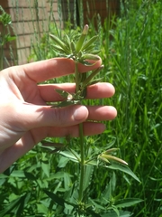 Saponaria officinalis