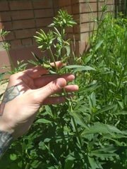 Saponaria officinalis