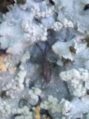 Heterotoma