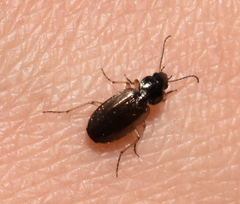 Olisthopus