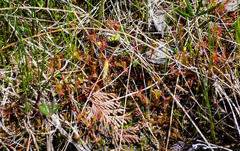 Drosera