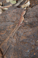 Ctenophorus caudicinctus