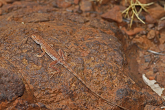 Ctenophorus caudicinctus