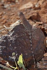 Ctenophorus caudicinctus