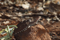 Ctenophorus caudicinctus