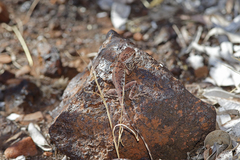 Ctenophorus caudicinctus