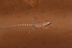 Ctenophorus caudicinctus