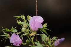 Gossypium robinsonii