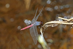 Orthetrum migratum