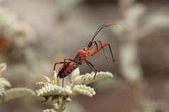 Poecilobdallus formosus