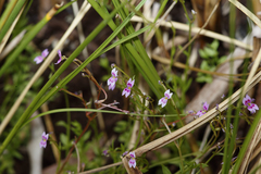 Stylidium fluminense